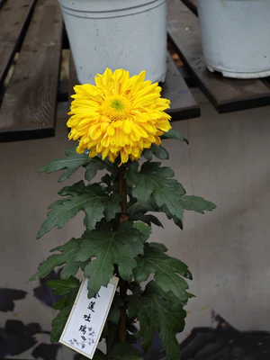 IMG 20251108 112040.jpg