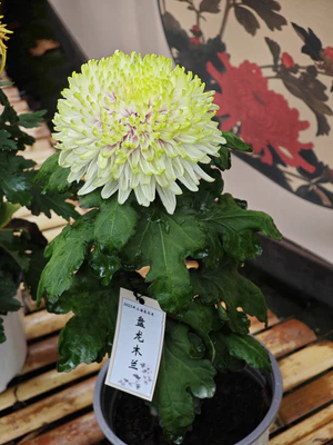 IMG 20251108 112129.jpg