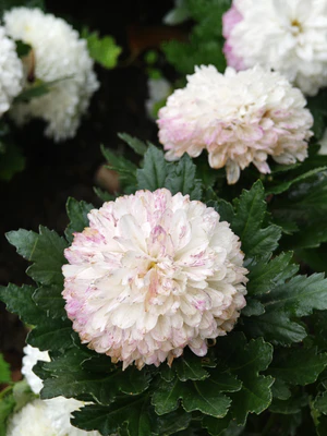 IMG 20251108 112947.jpg