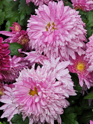 IMG 20251108 113034.jpg