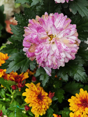 IMG 20251108 113010.jpg